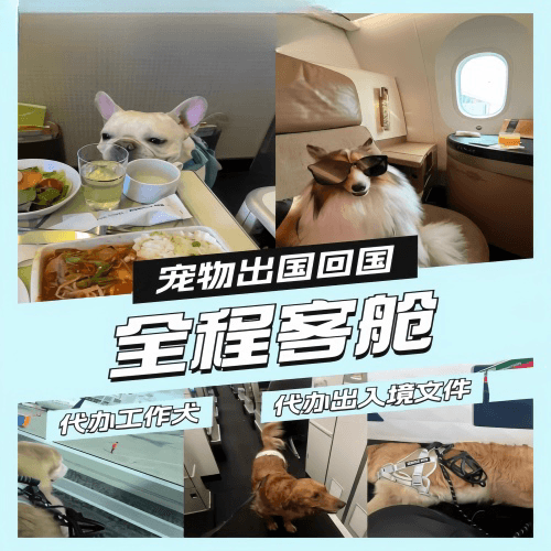 甘孜州宠物托运到白俄罗斯宠物入境规定和要求